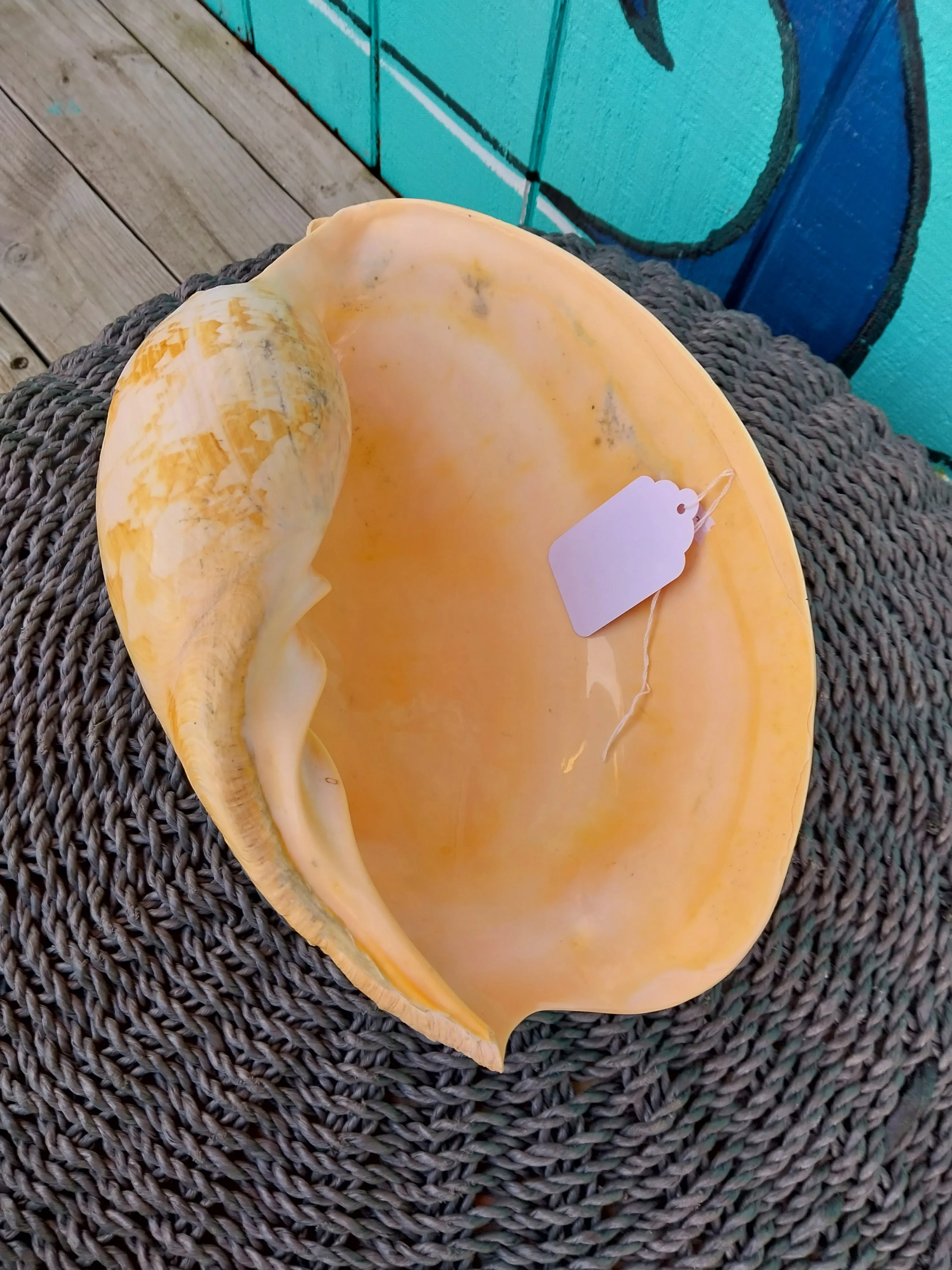 Extra Large Umbilicate Baler Melo Shell 12 '" Exact Shown