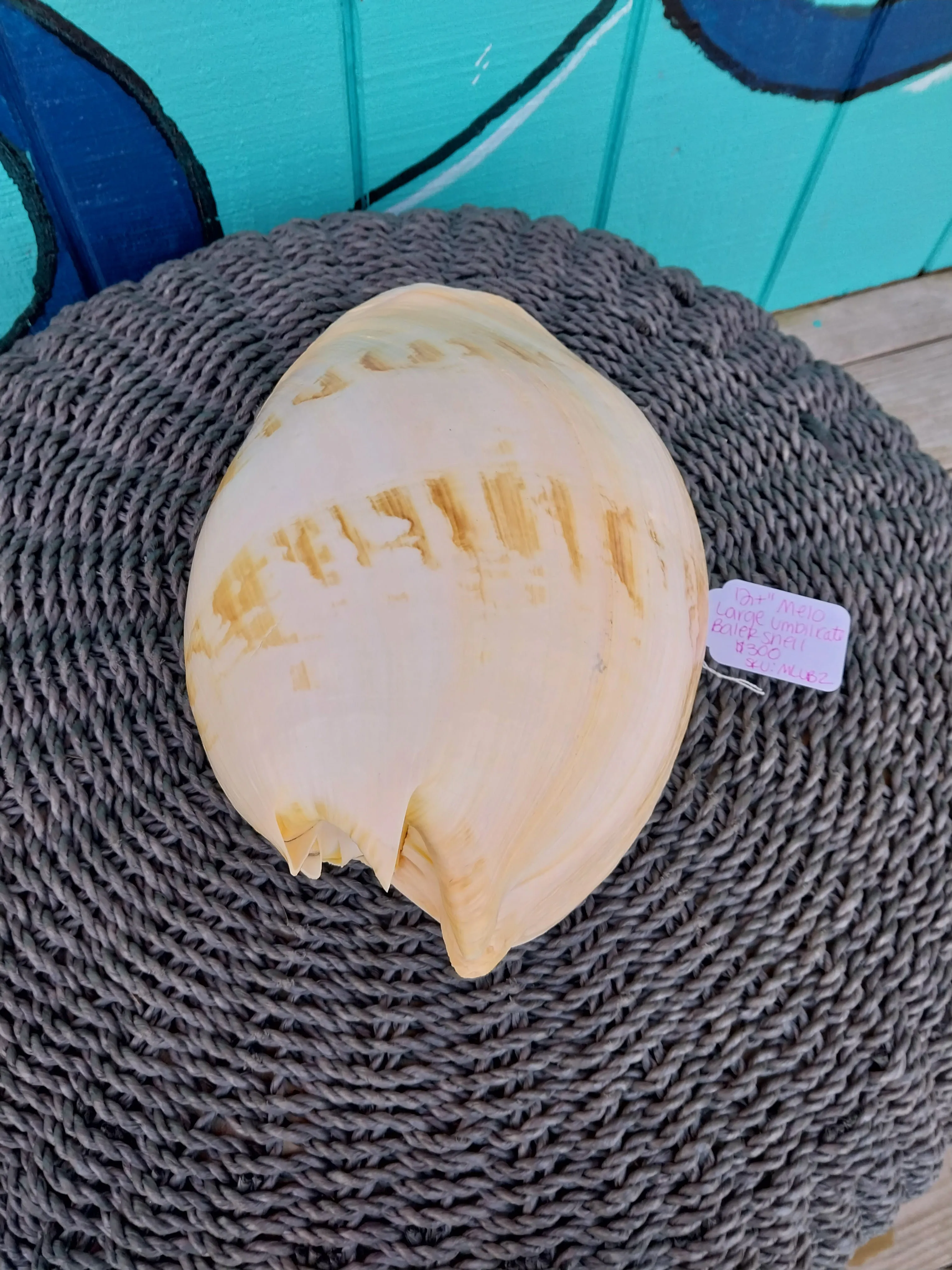 Extra Large Umbilicate Baler Melo Shell 12 '" Exact Shown
