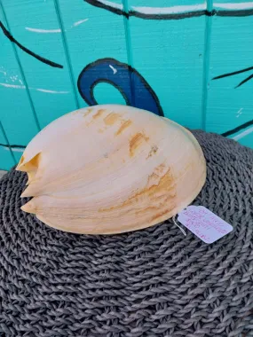 Extra Large Umbilicate Baler Melo Shell 12 '" Exact Shown