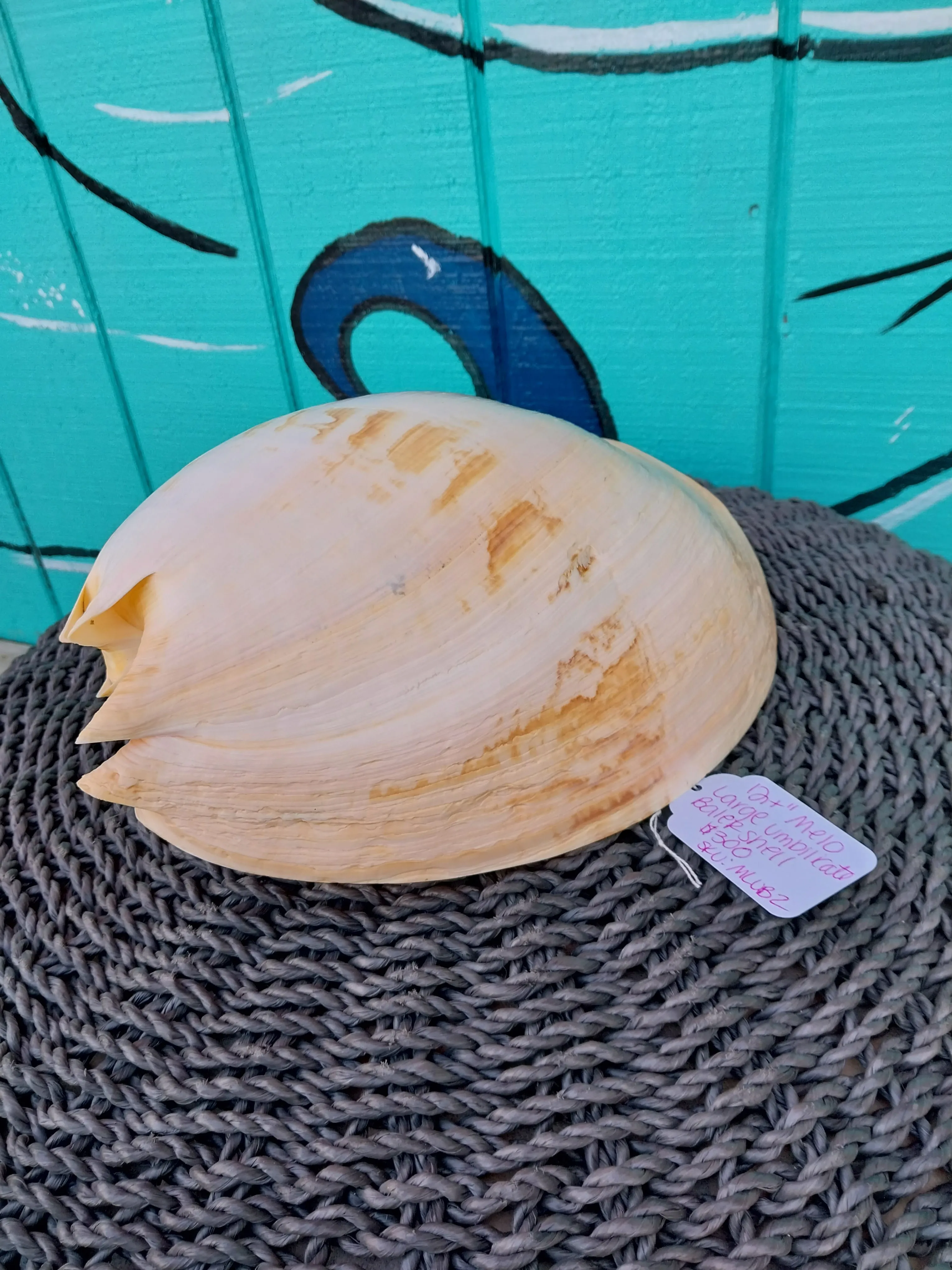 Extra Large Umbilicate Baler Melo Shell 12 '" Exact Shown